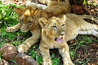 lion cubs in the shade