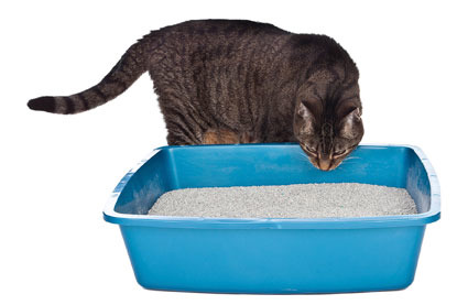 tabby cat sniffing open top litter tray