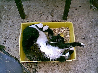 black and white cat lying in yellow litter tray