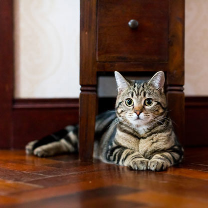 tabby cat underneath dark wood drawers