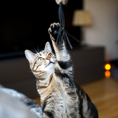 tabby cat reaching up to fishing rod toy