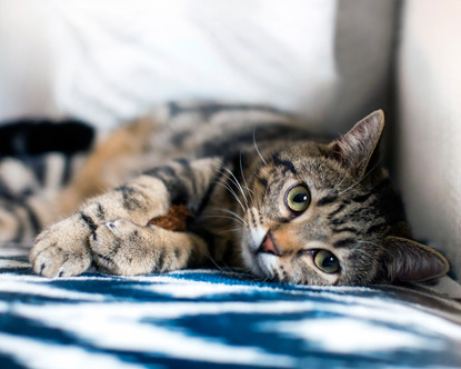 tabby cat lying on chevron blanket