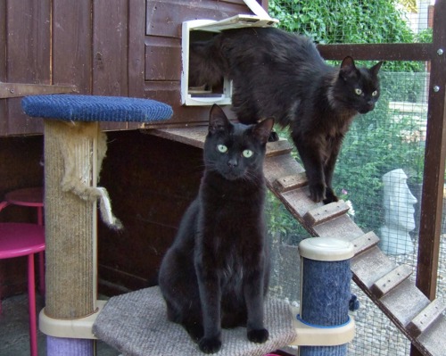 2 black cats in outdoor pen
