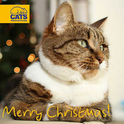 Tabby and white cat with Merry Christmas text