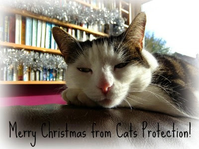 tabby and white cat with Merry Christmas message