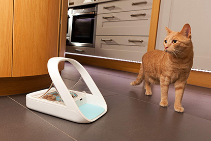 ginger cat next to microchip feeder bowl
