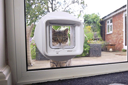 tabby cat looking through microchipped cat flap