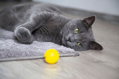 grey cat playing with yellow ball