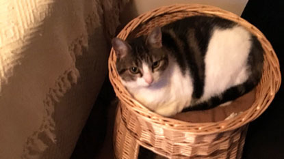 tabby and white cat in wicker cat bed