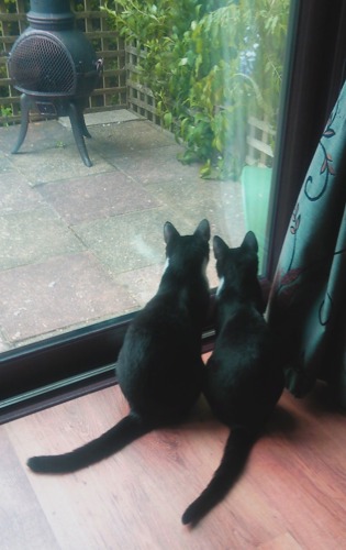 two black cats looking out patio doors