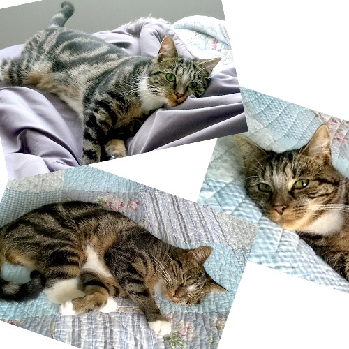 montage of three photos of a tabby cat relaxing on quilt