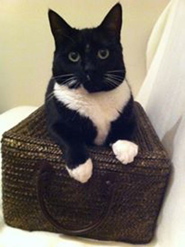 black and white cat in wicker basket