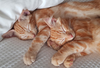 two ginger tabby cats asleep together