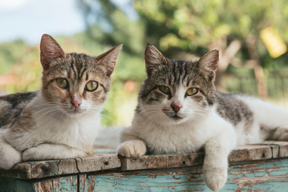 two tabby-and-white cats sitting outside