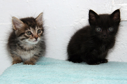 tabby kitten and black kitten