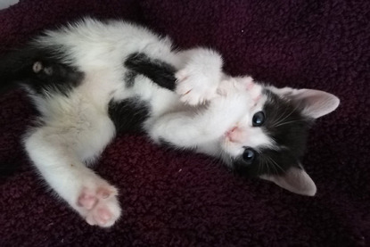black and white kitten lying down and holding leg
