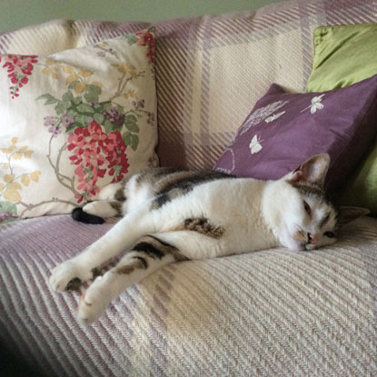 white and tabby cat lying on their side on a sofa
