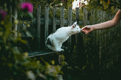 white-and-tabby cat sniffing at outstretched hand