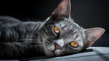 grey tabby cat with amber eyes