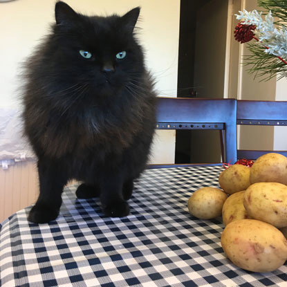 black cat on table next to potatoes