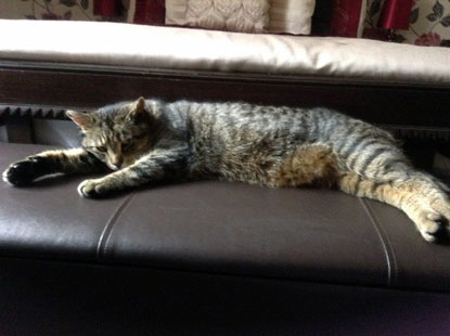tabby cat lying on leather footrest