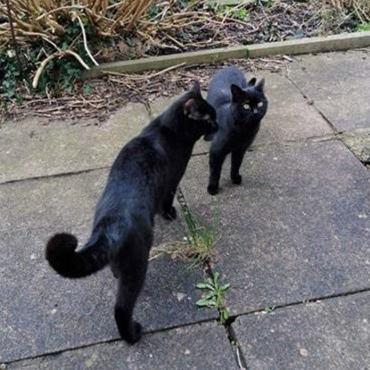two black cats on garden patio