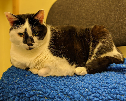 overweight black-and-white cat sat on blue fleece blanket