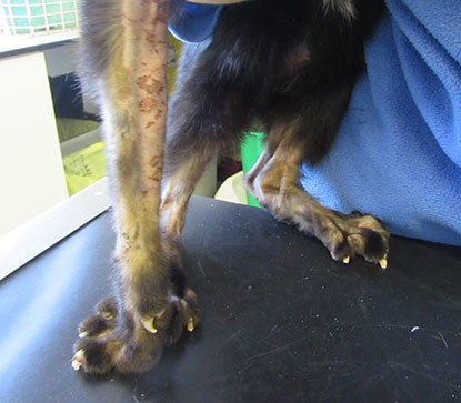 black cat's leg shaved showing sore skin