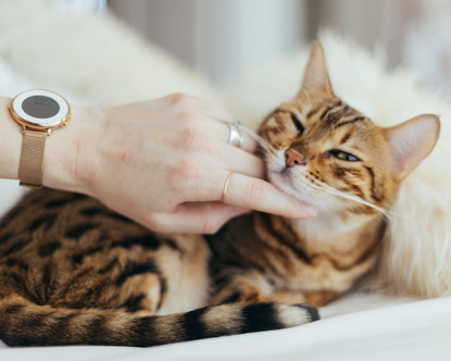 human hand stroking tabby cat's chin