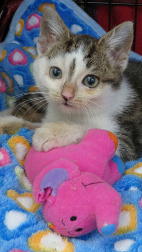tabby and white kitten on a blanket with an elephant soft toy