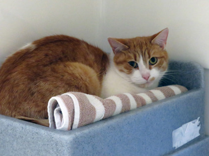 ginger cat in cat bed in rescue centre