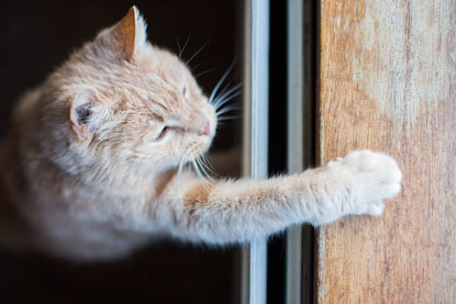 ginger cat pawing at wooden door frame