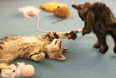 tabby and tortie kittens playing with feather wand toys