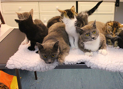 A group of grey and tabby polydactyl cats