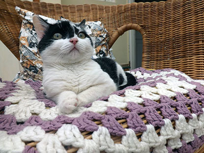 black and white cat lying on crochet blanket