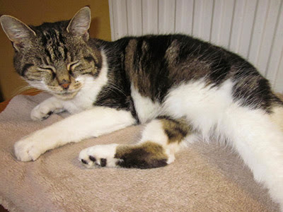 tabby and white cat sleeping by a radiator