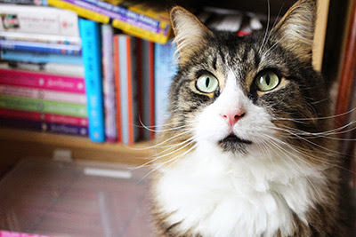 longhaired tabby cat sitting in front of bookcase