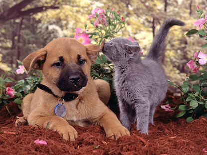Grey kitten sniffing ear of brown puppy
