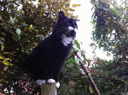 black and white cat sitting on fence post