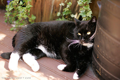 black and white cat on garden wooden decking