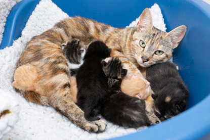 tabby cat with multicoloured kittens in litter