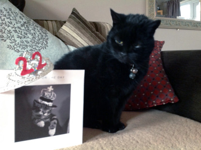 black cat with birthday card