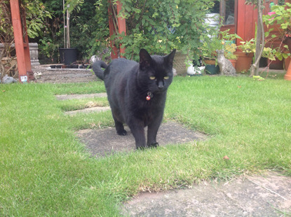 black cat on garden path