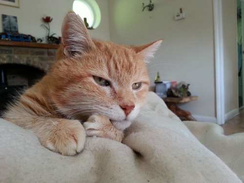 ginger cat lying on blanket