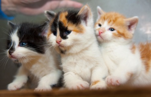 Three kittens, black and white, ginger and tortoiseshell littermates