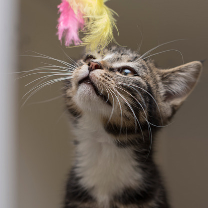 tabby kitten sniffing yellow and pink feather toy