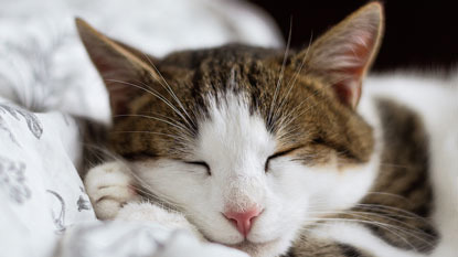 tabby and white cat sleeping on white bedding