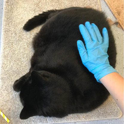 gloved hand stroking overweight black cat