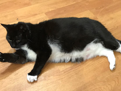 black-and-white obese cat