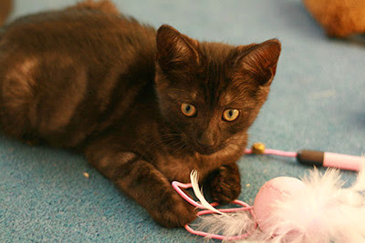 tortoiseshell kitten playing with feather cat toy